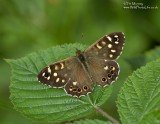 Speckled Wood 18_06_06_2